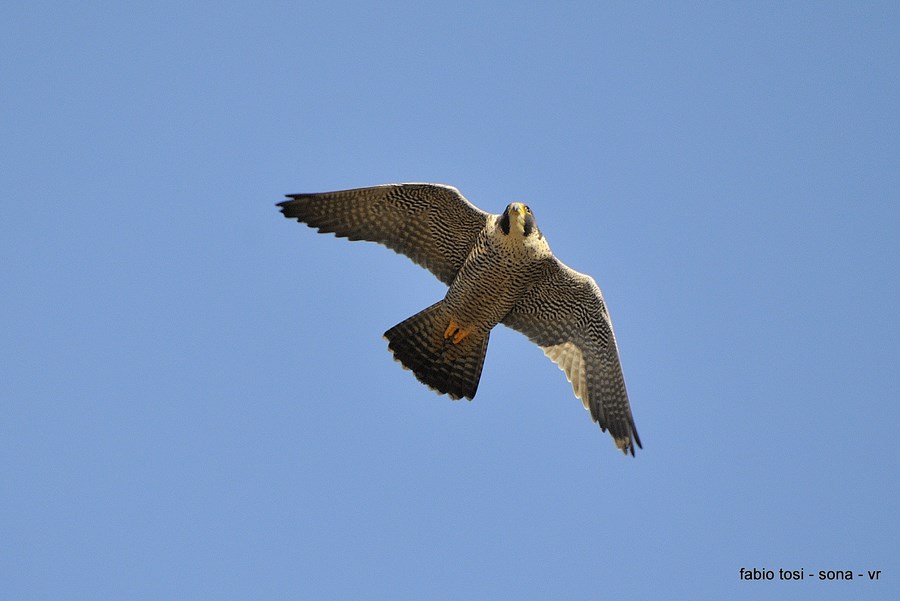 Pellegrin che per l''aere vai, di che sesso tu sarai?